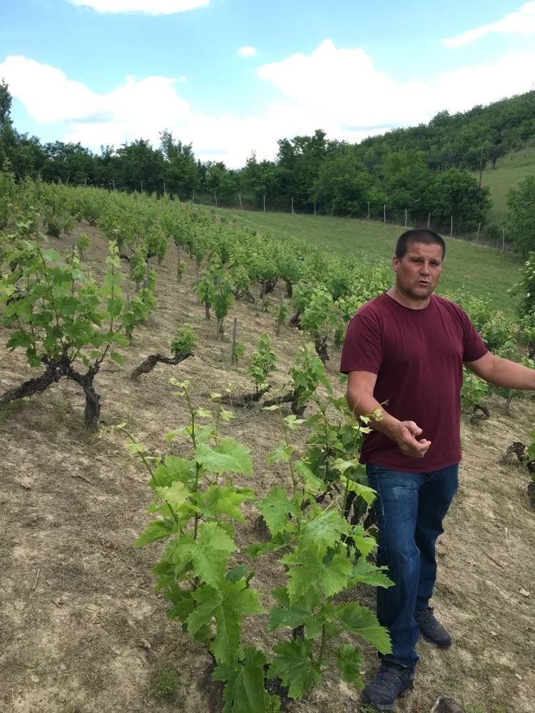 Janos in vineyard